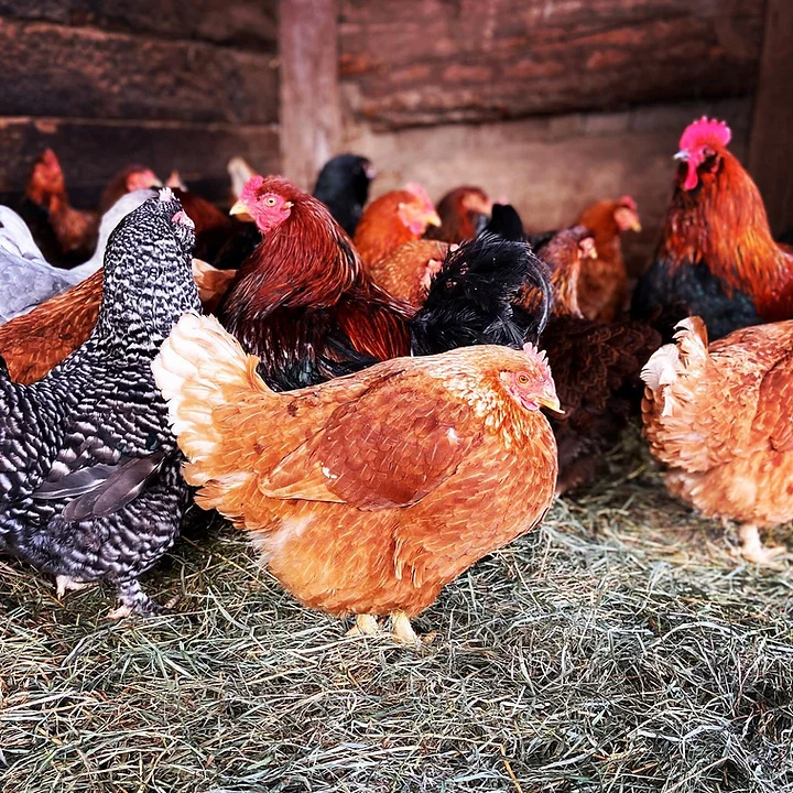 A flock of barnyard mix chickens.