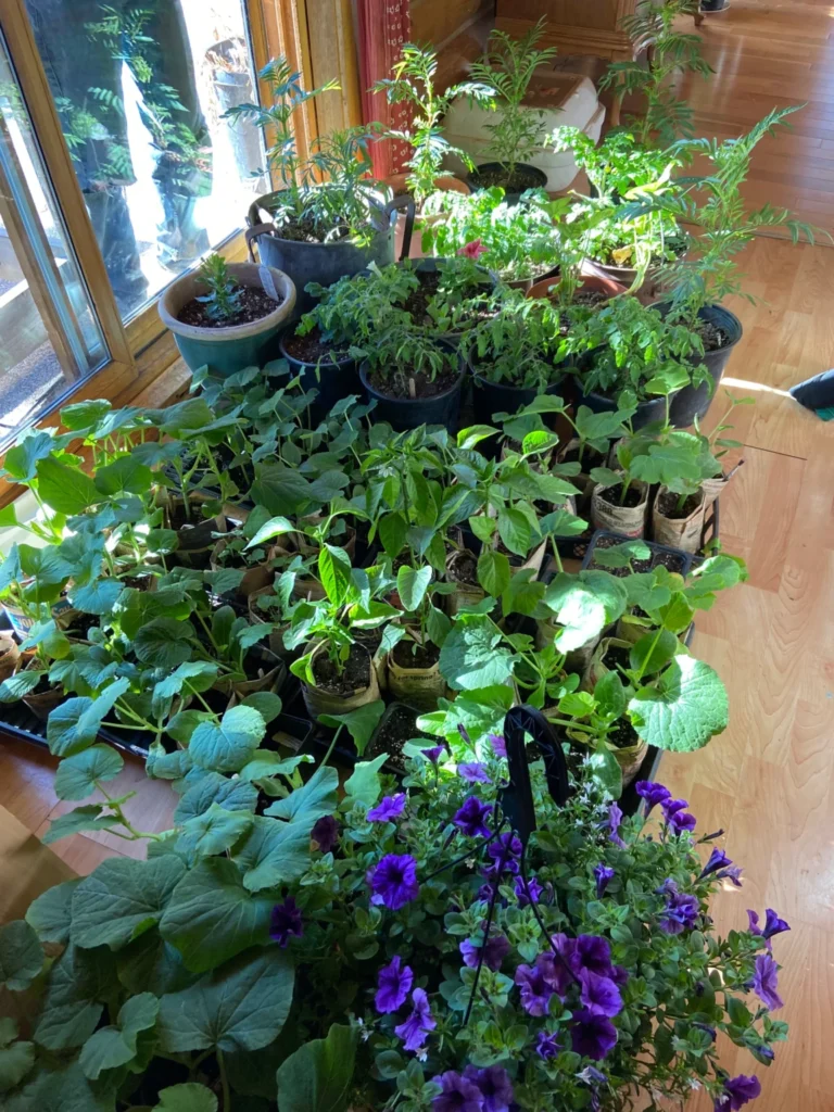 Various plant starts that are sitting on the floor inside near a south facing window.