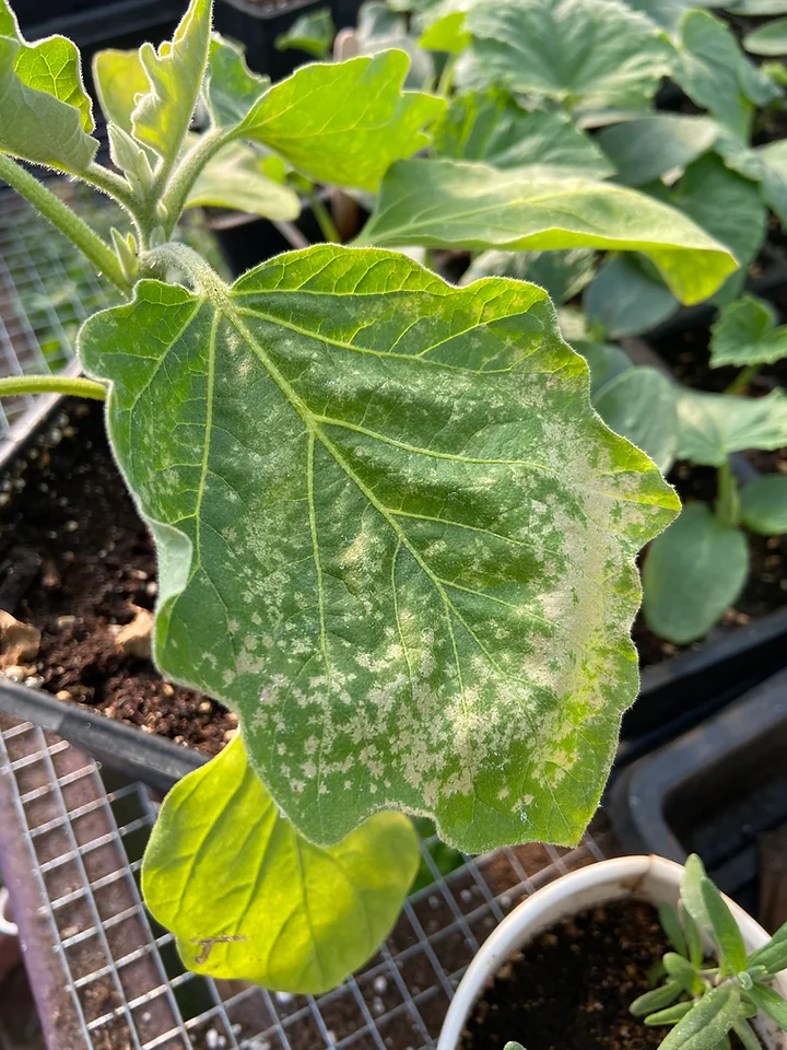 Cabbage leaf with spotted discoloration from being left in the sun for to long when hardening off.