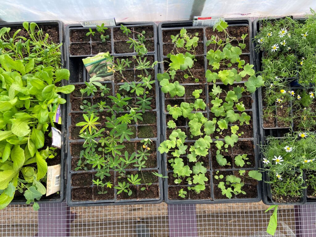 Two trays of seedlings that are ready to be hardened off on a shelf.