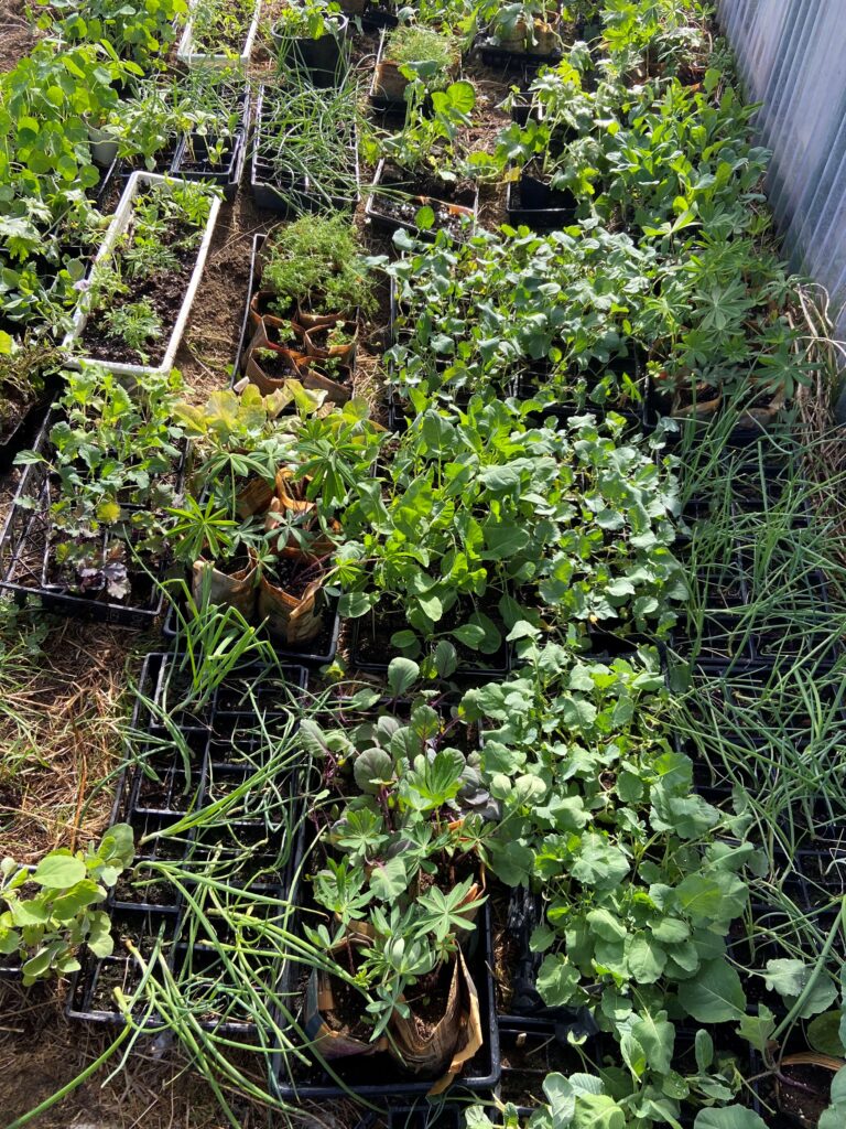 Lot of seedlings on in their containers on the ground hardening off.