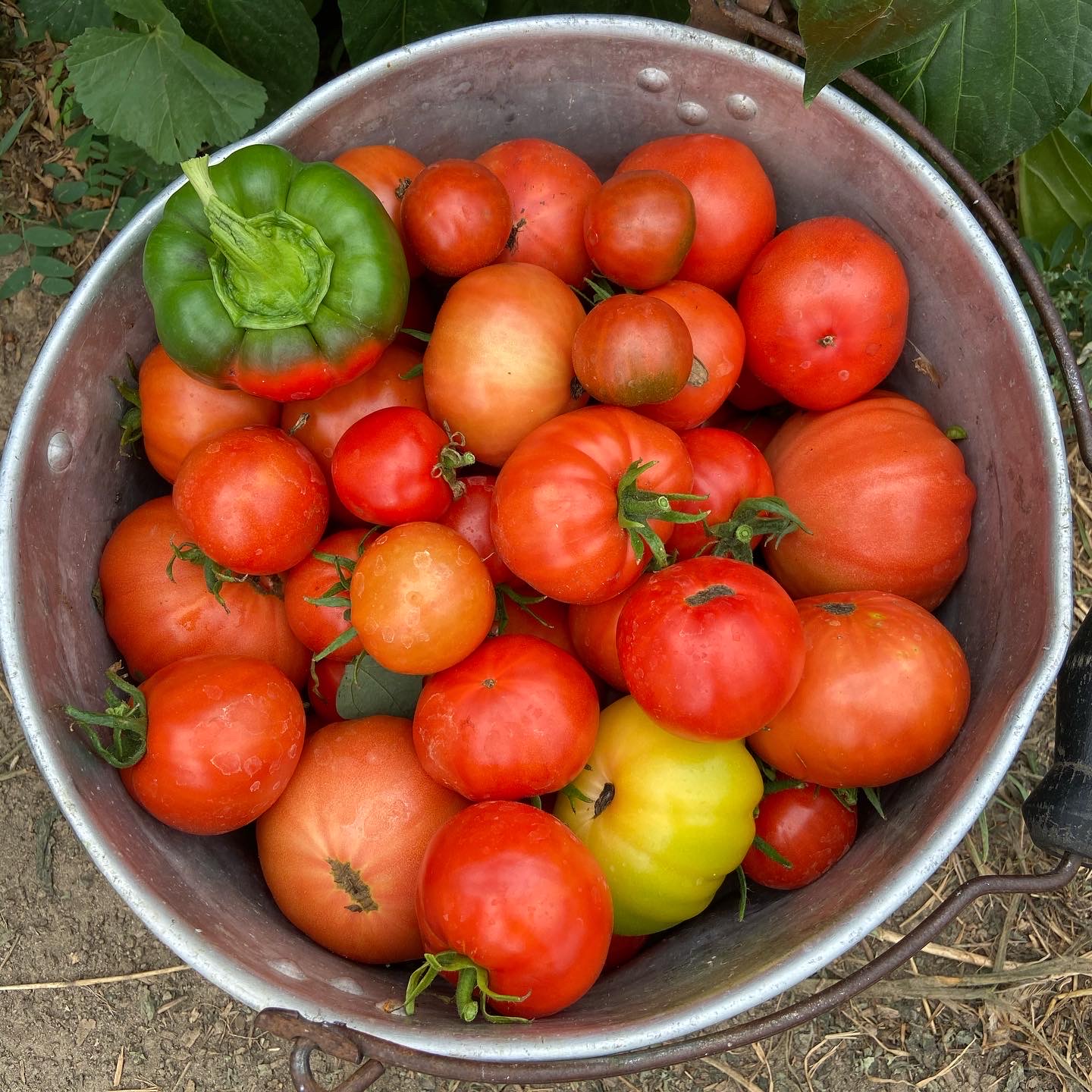 A stainless steel bucket with red tomatoes, one yellow tomato, and one green bell pepper.