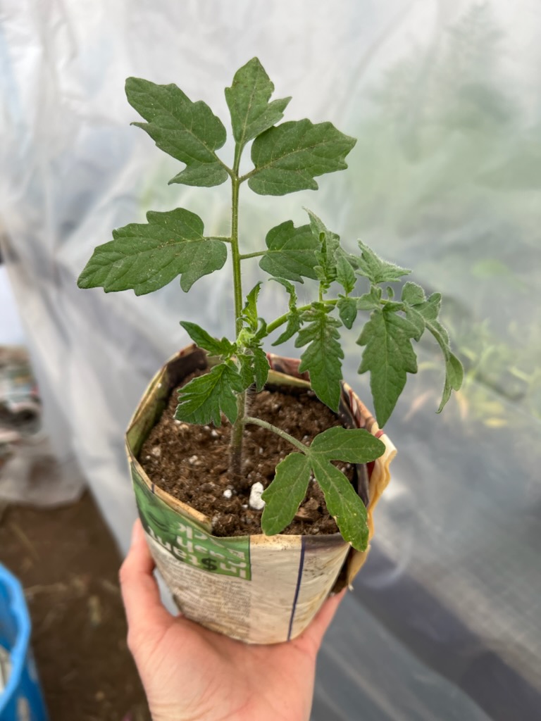 A tomato plant in a newspaper pot.