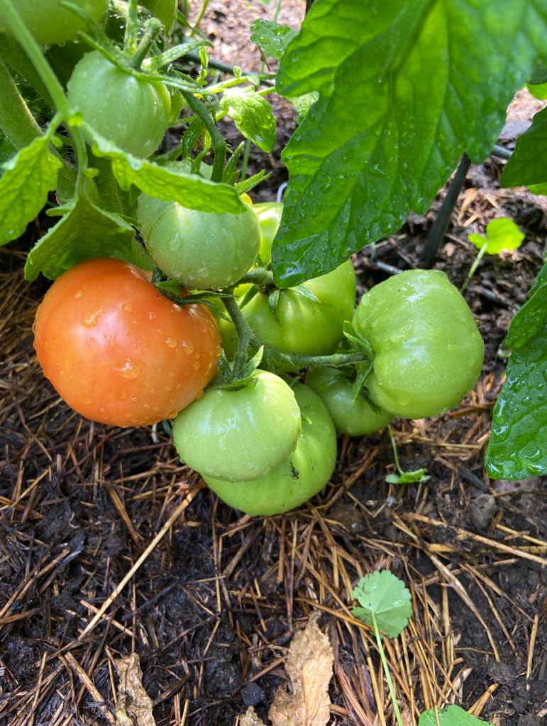 A bunch of green tomatoes with one red tomato hanging on a vine.