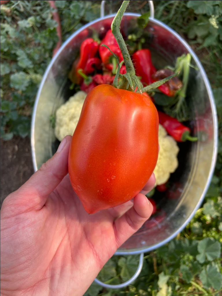 A bright red plum tomato.