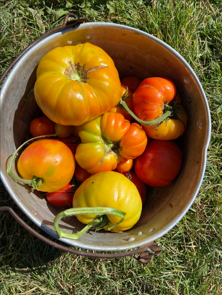 A stainless bucket bowl of slicing tomatoes of various colors.