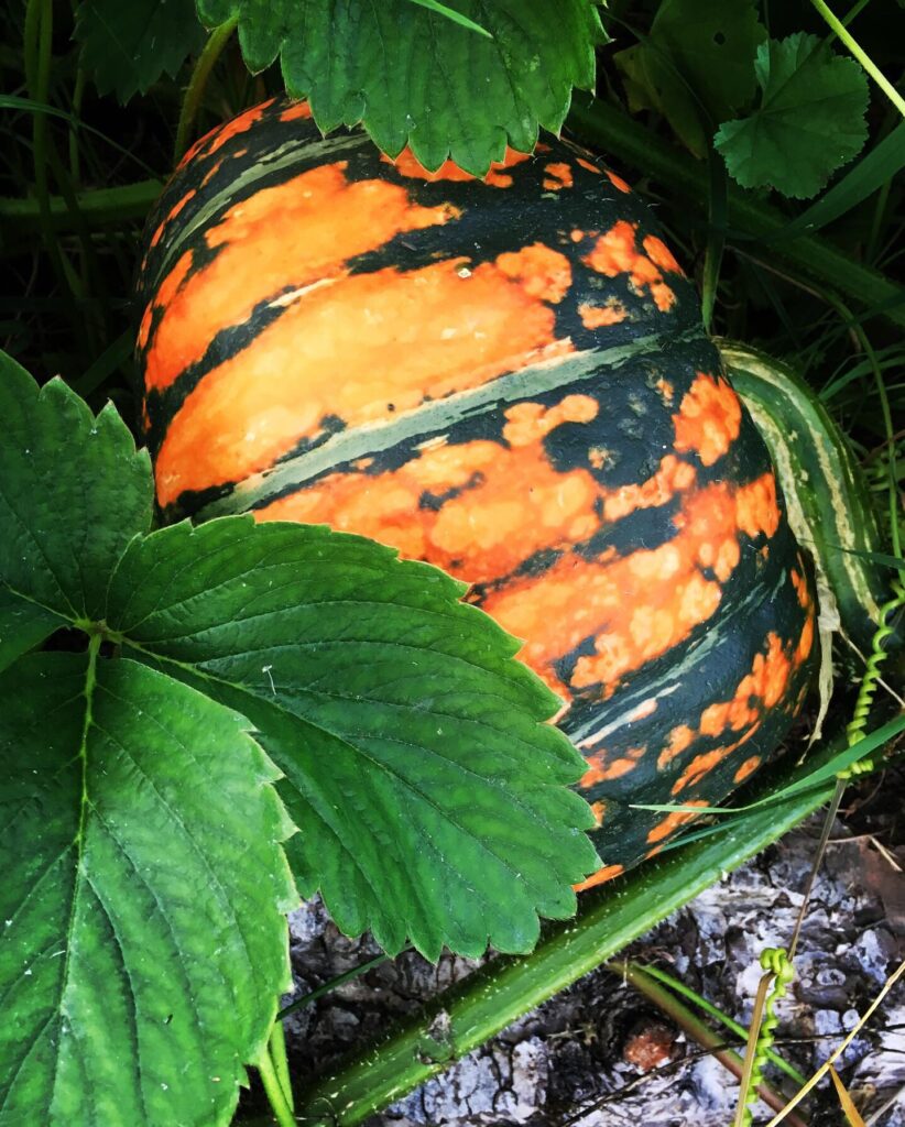 A orange and dark green attached to a vine and surrounded by dark green leaves on a patch of dirt.