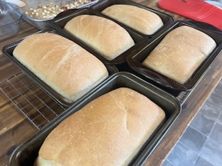 Five loaves of a cooked bread in bread pans, fresh out of the oven.