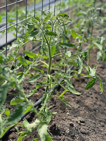 A green tomato plant with all green leaves and no fruit.