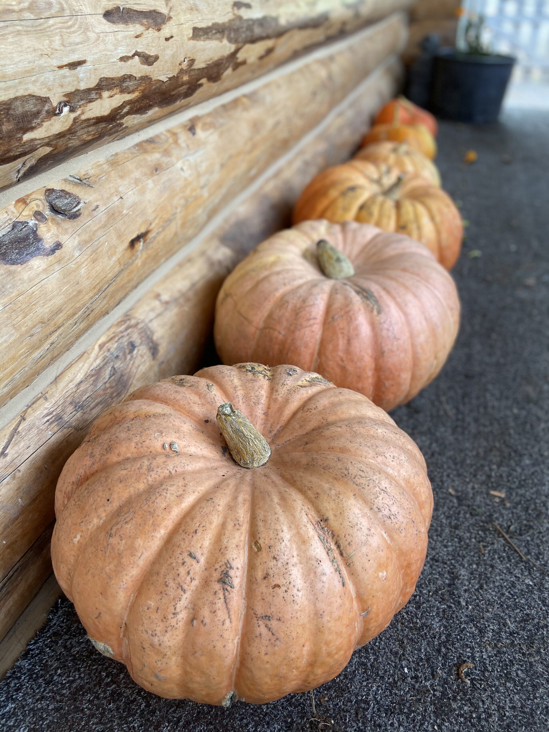 A row of orange pumpkin looking squash in a line against a wooden wall.