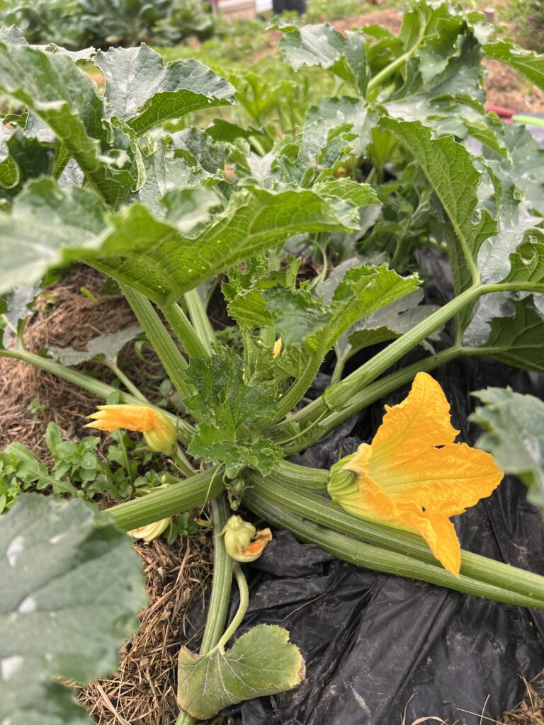 A summer variety squash plant with big leaves, think stems and yellow flowers.