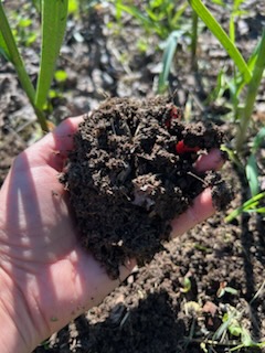 A handful of rich dark garden soil.