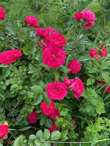 A rose bush with dark pink blossomed roses.