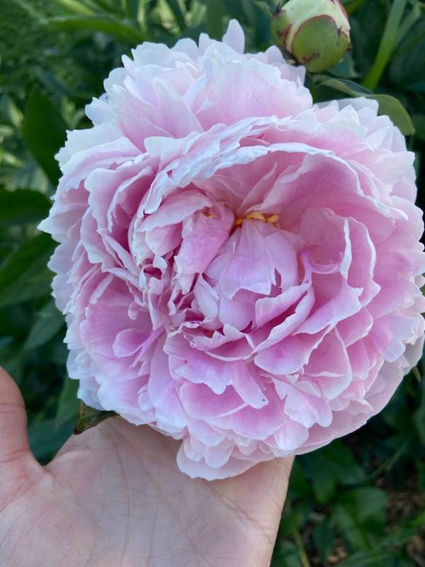 A light pink flower that is blossomed with a lot of petals.