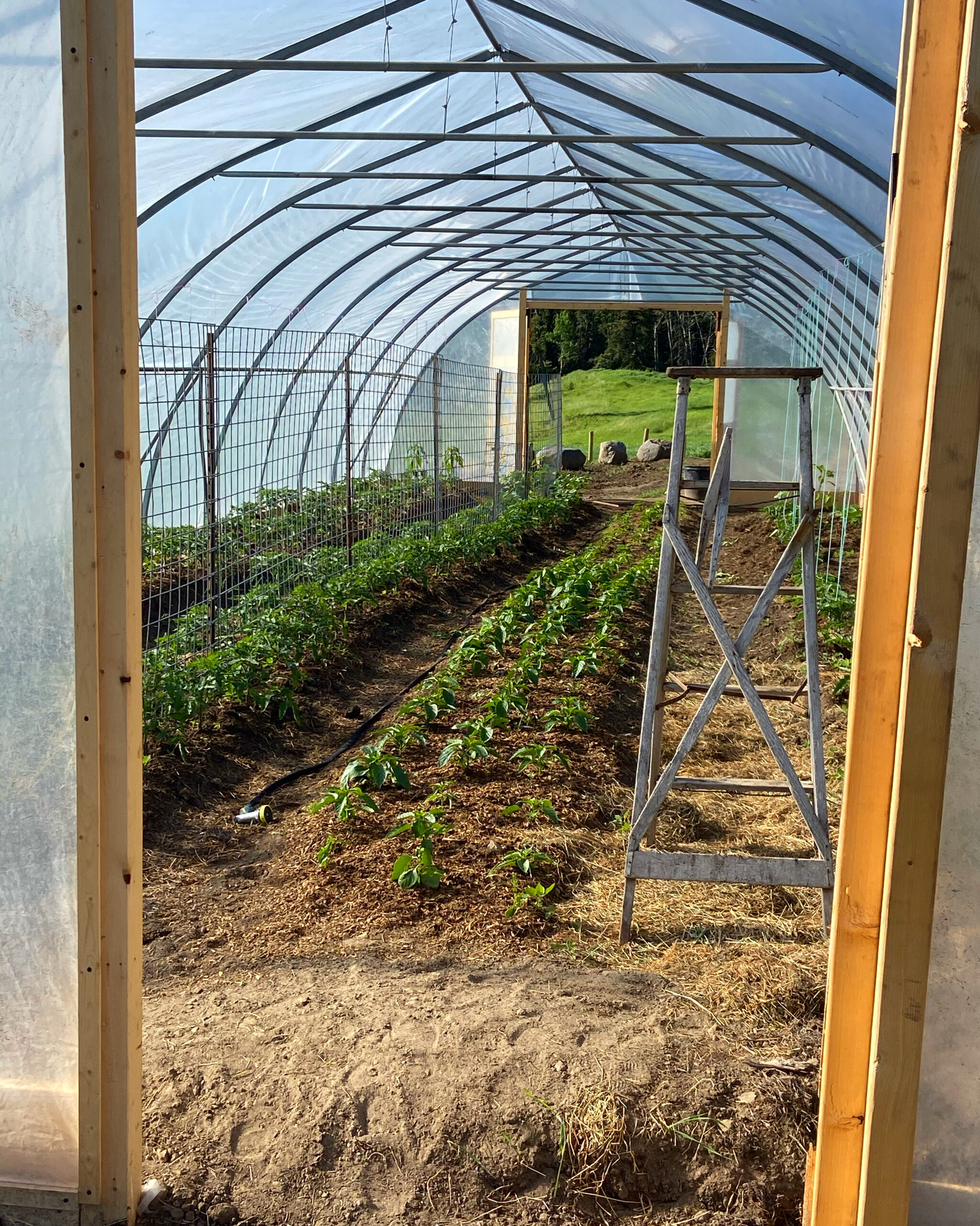 A peak through the high tunnel door that shows the lush plants with nice fertile soil.