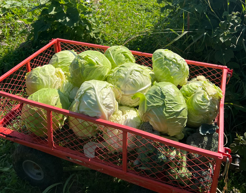 A wagon of freshly picked cabbage from the garden.