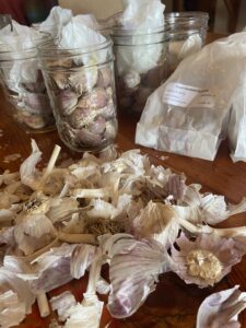 Garlic spread out over a table being sorted for seed garlic.