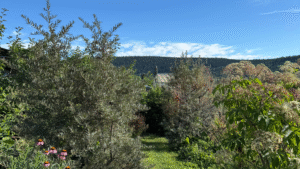 A view down a grassy path in a lush garden, surrounded by large shrubs and flowers with a forested hill in the background.