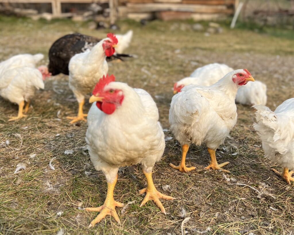 Cornish Cross Chickens on a grassy pasture in front of a coop.