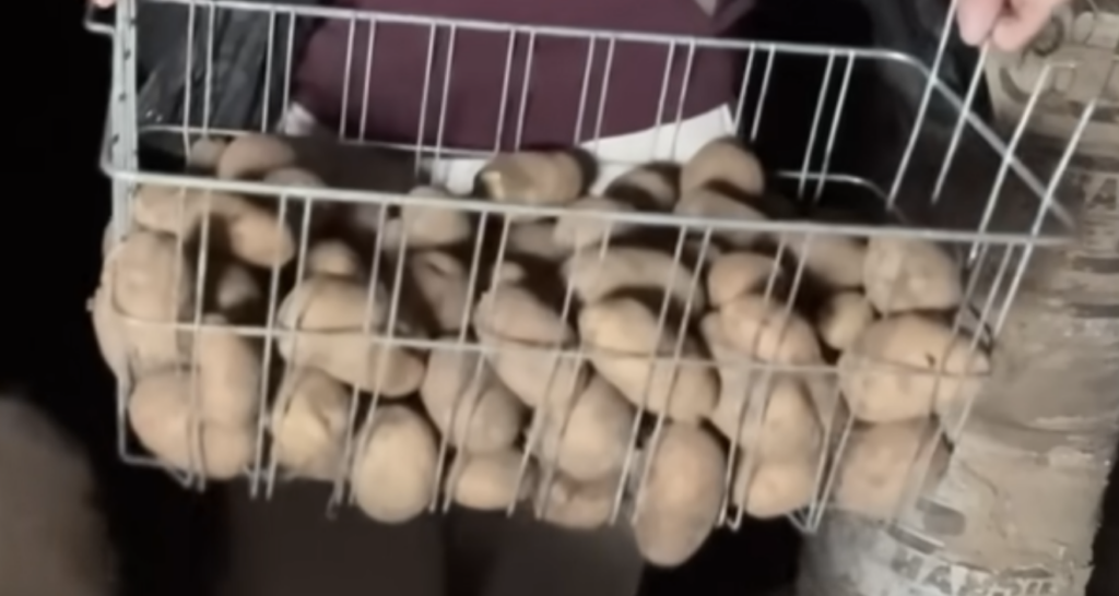 A wire basket of potatoes from the root cellar.