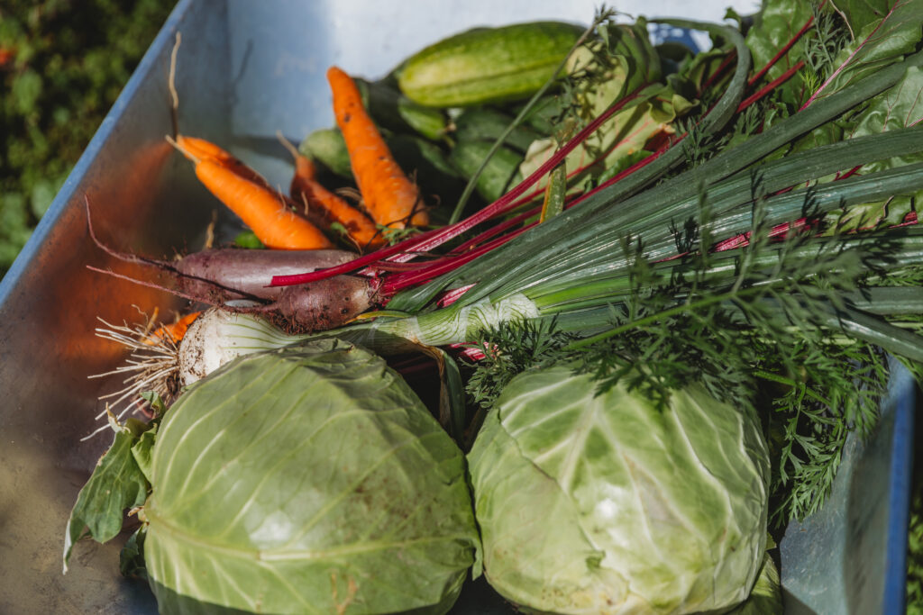 A wheel barrow full of root cellar veggies for the great depression pantry haul