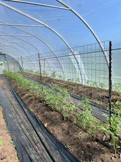 A row of tomatoes growing along a trellis in a high tunnel.