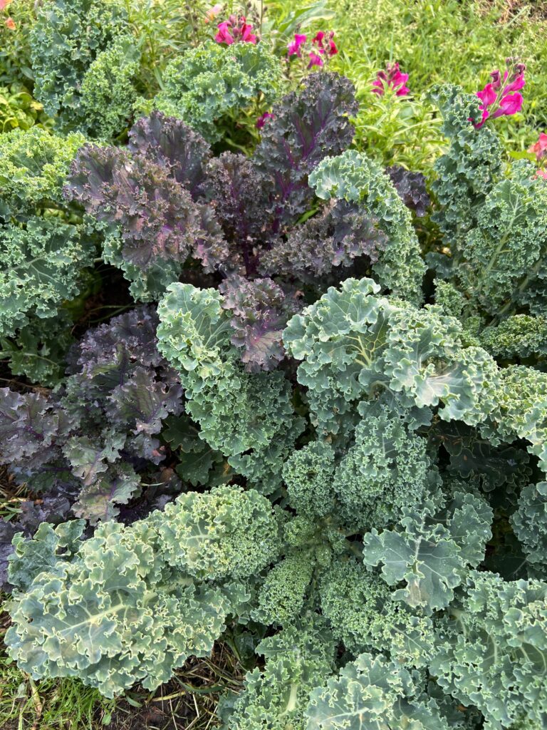 Several health, large, kale plants growing in a garden.