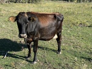 A brown swiss/jersey short horn dairy cow named Thistle.
