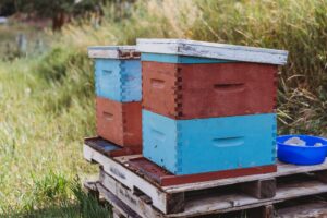 2 of Chelsea's bee hives.