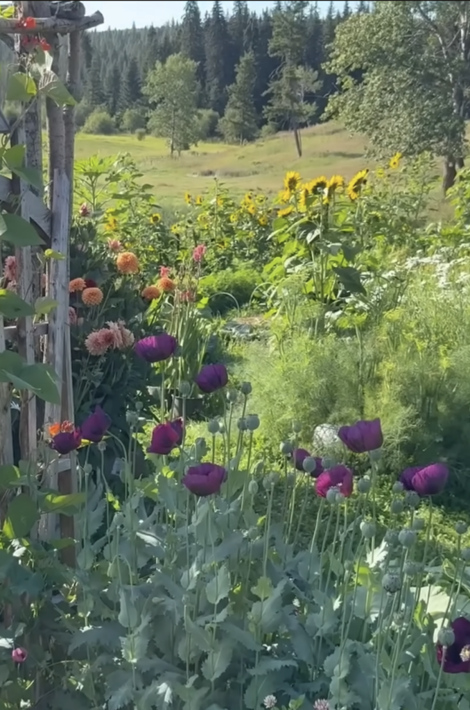 Flowers in the garden.