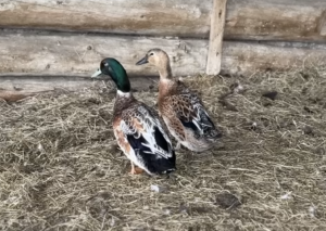 Chelsea's Welsh Harlequin duck breeding pair.
