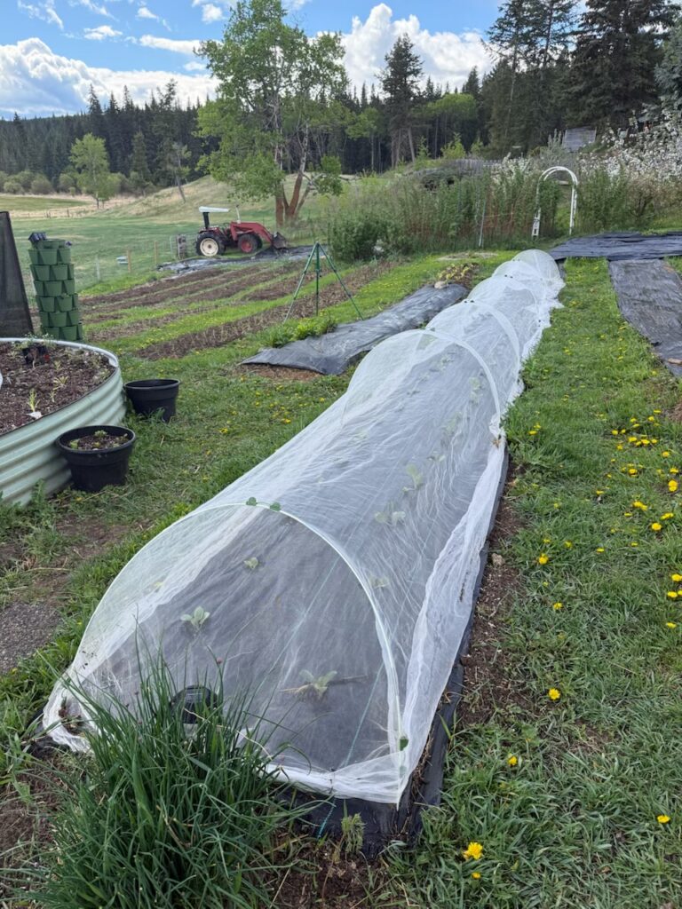 A row of brassica covered with a white row cover.