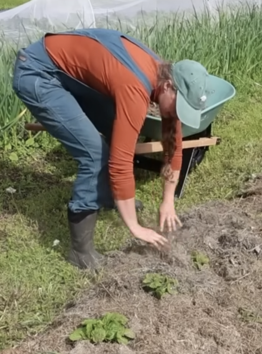 Chelsea mulching her potatoes with grass clippings.