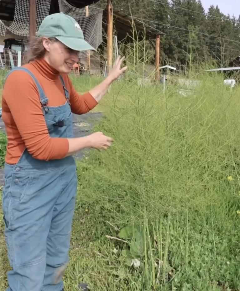 Chelsea next to fully mature asparagus fronds.