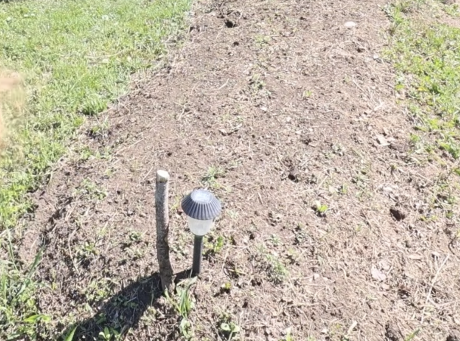 A carrot bed with tiny carrot seedlings popping up.