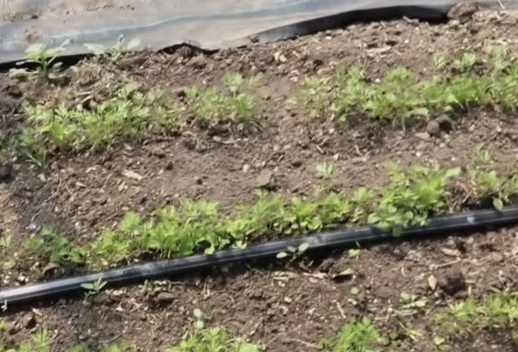 Carrots growing in the high tunnel.