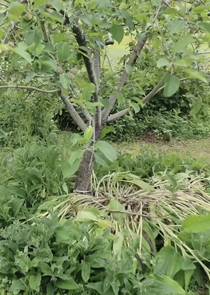 A comfrey plant stomped down in a ring around an apple tree.