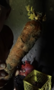A carrot that has been stored in the root cellar for 9-10 months.