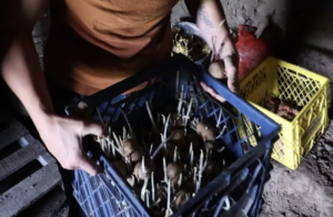 A blue milk crate full of spouting potatoes in the root cellar.