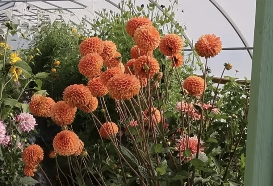 Dahlias in Chelsea's high tunnel.