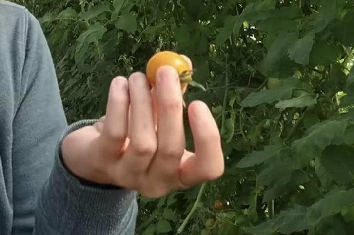 Chelsea holding a Sun Gold tomato in her high tunnel.