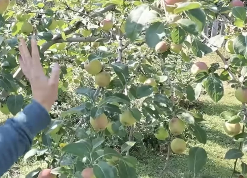 Chelsea gesturing to apples on her apple tree.