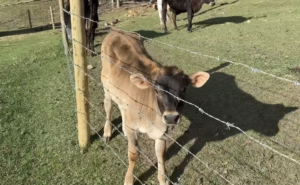 Thistle's baby, Link, in front of a barbed wire fence.