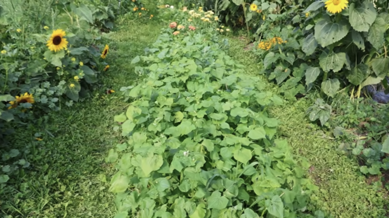 A garden row with buckwheat growing as a cover crop.