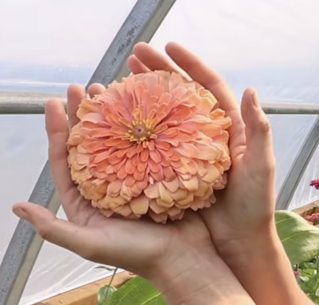 Chelsea holding a zinnia bloom as big as her hands in her high tunnel.